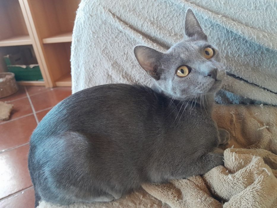 Lindo gatinho cinzento jovem