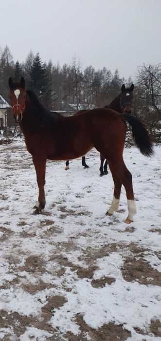 Sprzedam klacz małopolską