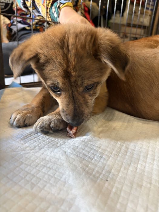 Cachorros para adoção responsavel