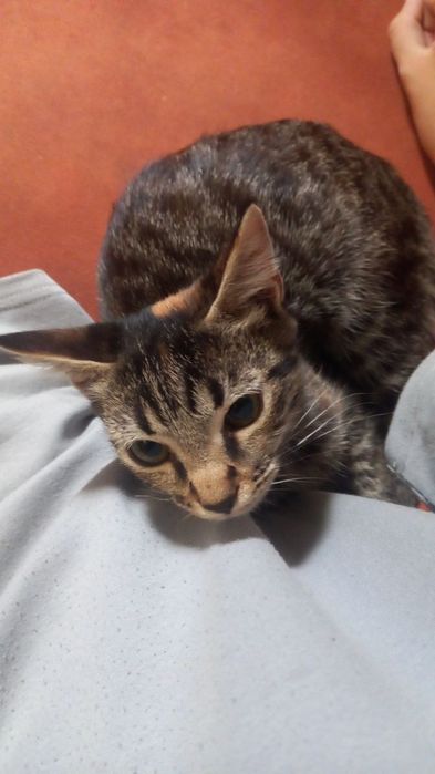 Вітдам кошеня у гарні руки.