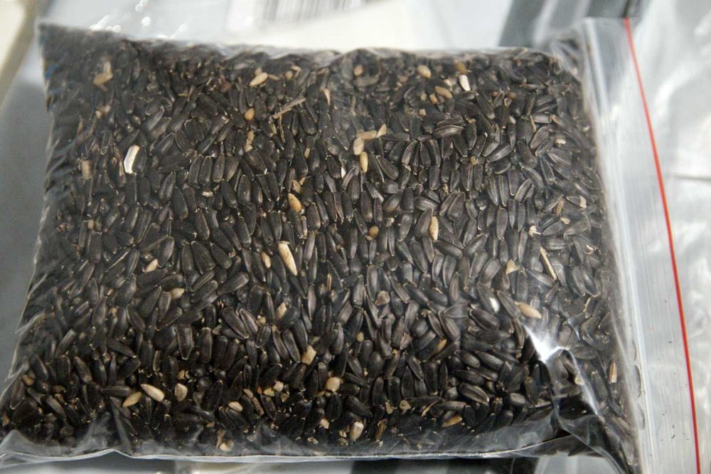 SŁONECZNIK ziarno dla ptaków zimujących 1kg