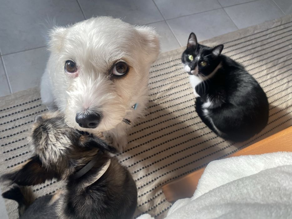 Pet sitting ao seu dispor!