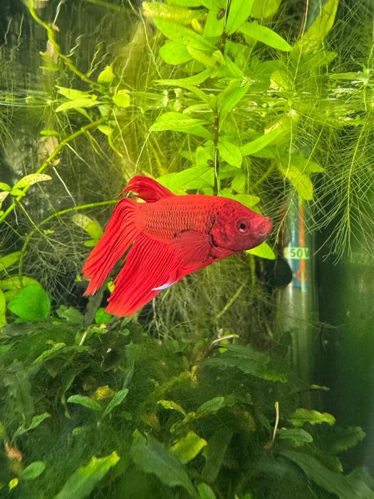 Peixe Betta Aquário