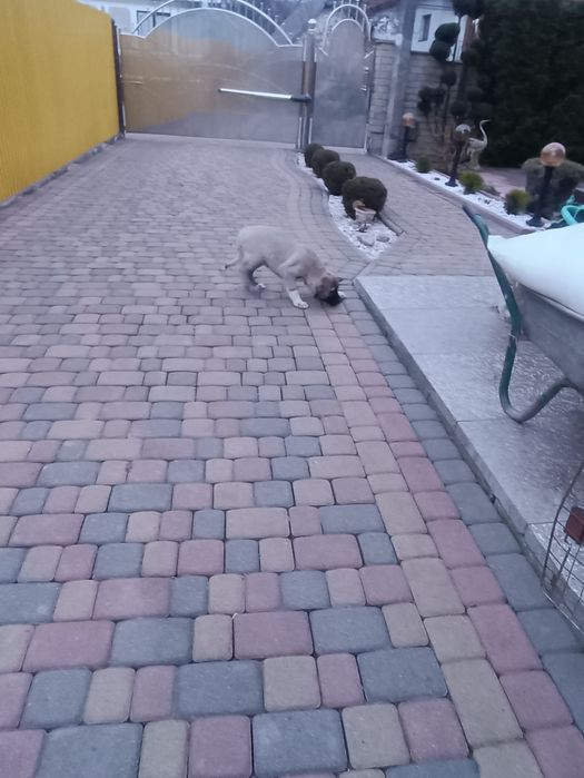 Щенята Турецького Кангала