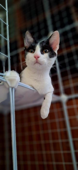 Dwie piękne, młode kotki szukają domu