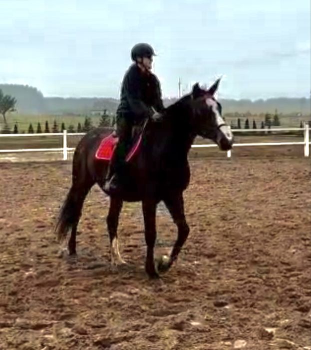 Klacz po Indoctro - ujeżdżona, sprawdzona matka