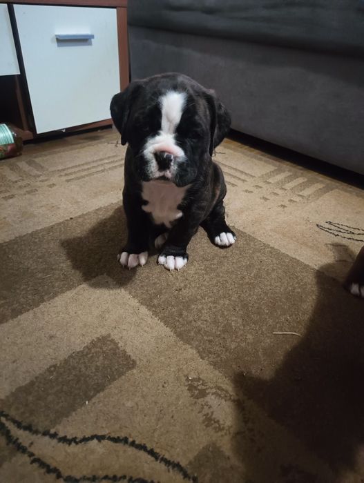 Suczka pręgowana bokser