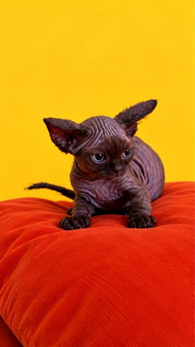 Devon Rex - kocur czekoladowy Słończ • OLX.pl