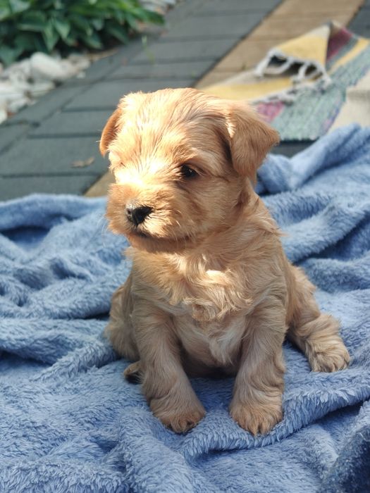 Yorkshire terrier