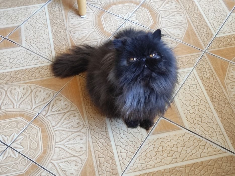 Kocurek perski pers persy