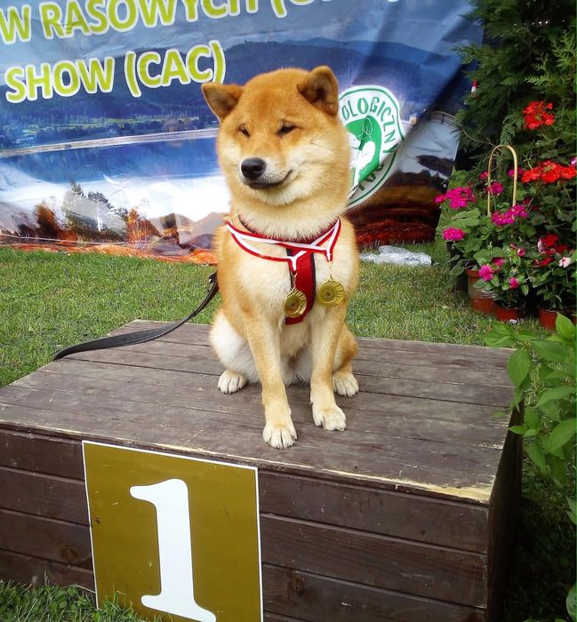Shiba Inu, WYŚNIONY Rajsobie(FCI), piękny chlopczyk.
