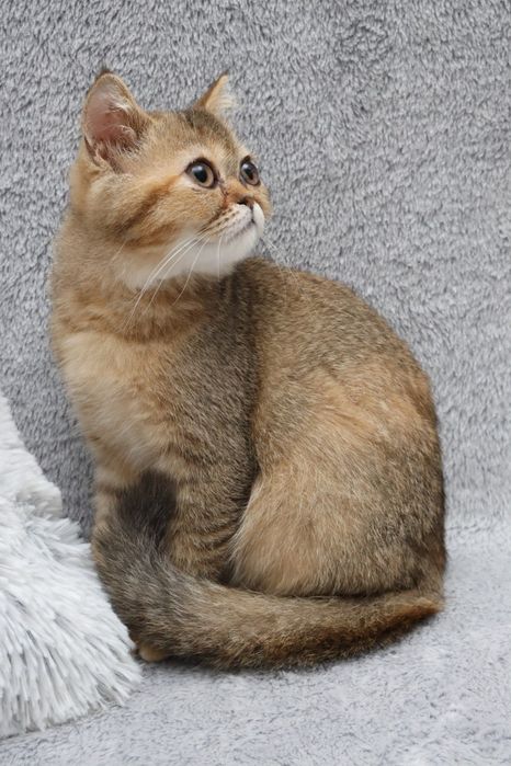 чудове кошеня,, золота шиншила
