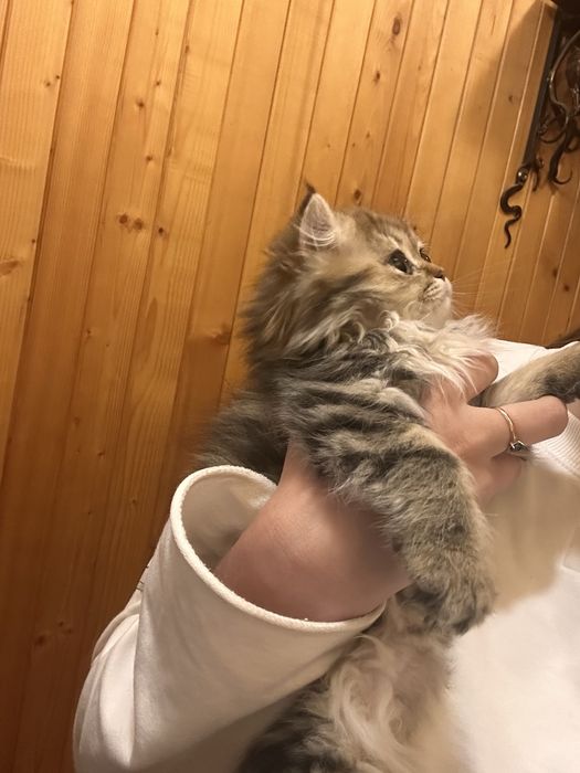 Кішечка Золота шиншила