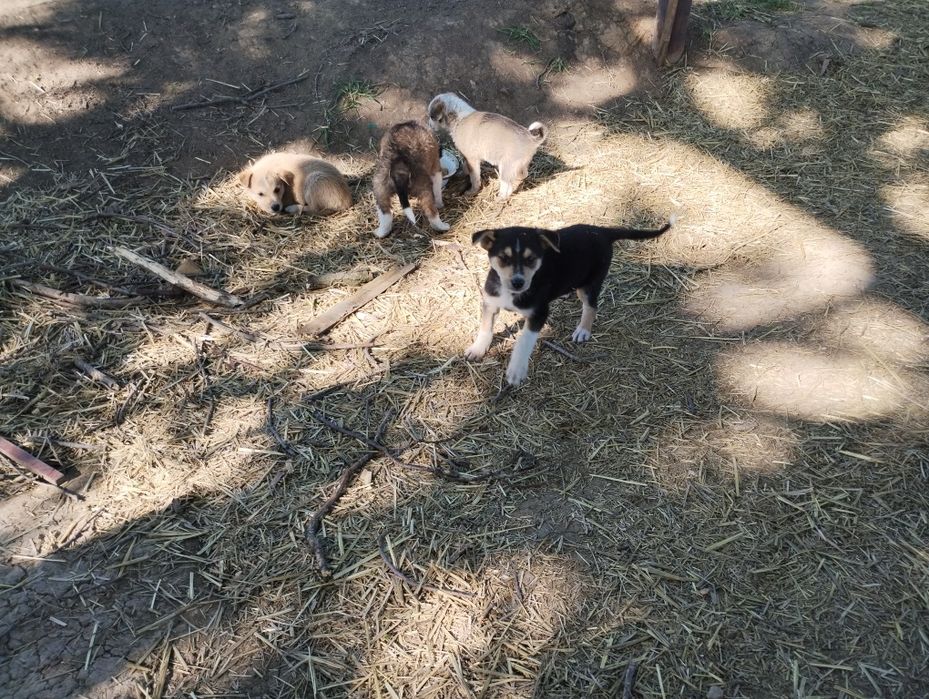 Отдам даром щенков.