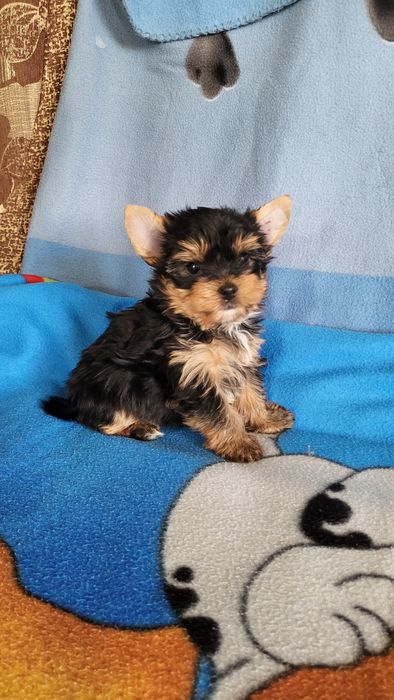 Чистокровные йорк мини.