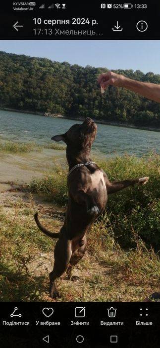 в'язка, амстаф рідкісного блакитного окрасу  чекає на дівчинку