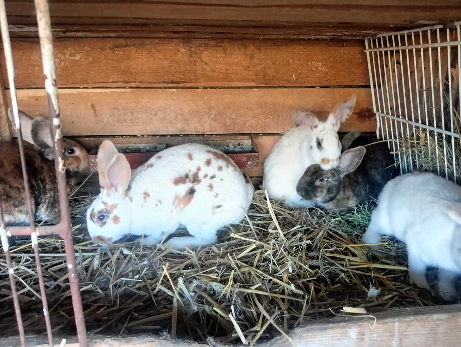 Sprzedam króliki REX