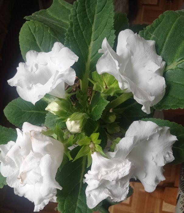 Глоксиния (синингия)