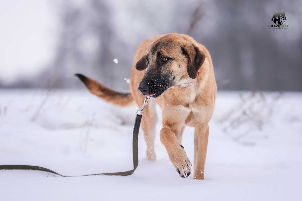 Mauro młody owczarek anatolijski do adopcji z fundacji
