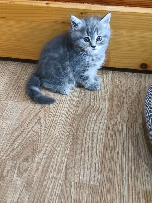 Шотландська прямовуха кошенята