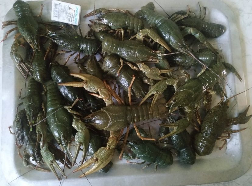 Продам живого рака