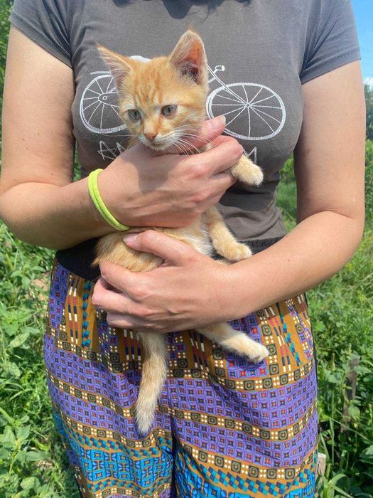 Віддам в добрі руки чотири котика