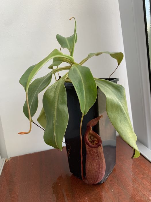 Непентес Роб, хижа рослина