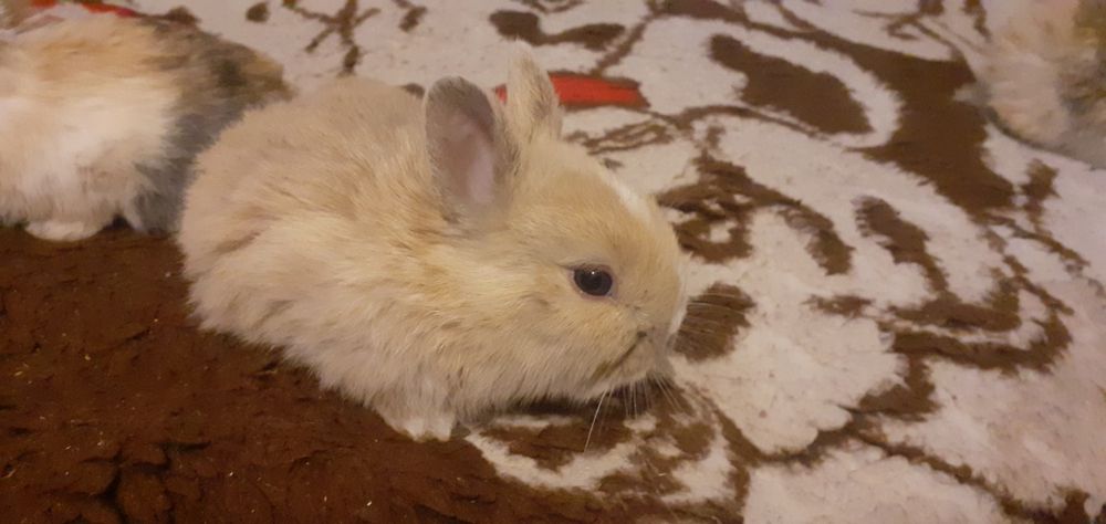 Króliczki karzełki Mini