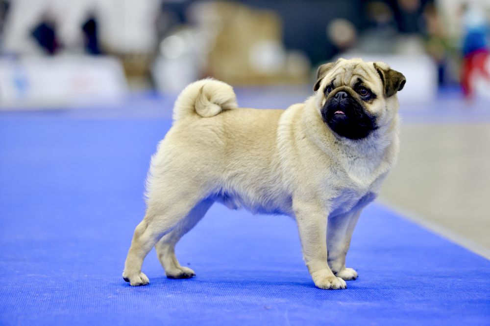 Мопс цуценя хлопчик Чемпіон України папі PDE-NN