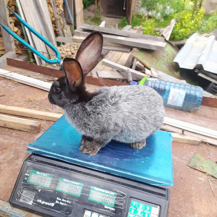 Полтавське срібло (кролі)