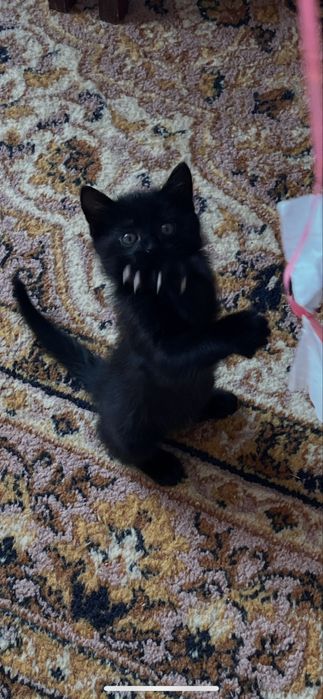 Кошенята з лініі чорних сибірських., бірми та сіама - в добрі руки