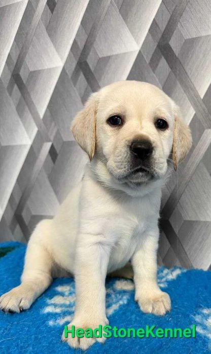 Лабрадор ретривер Щенки