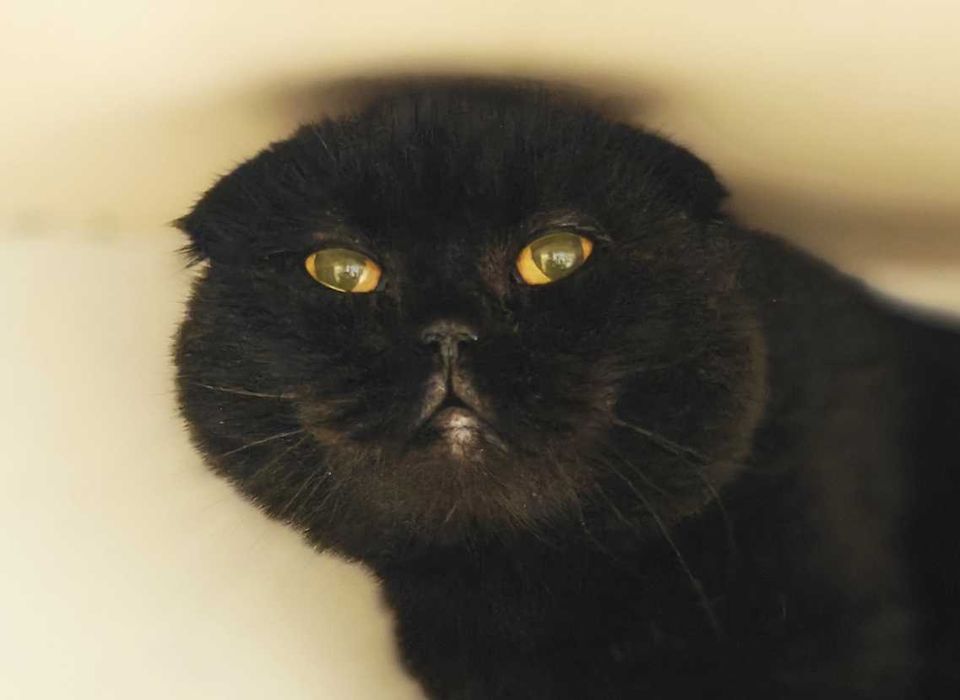 Ніжна Баунті чекає на дім і теплі обійми (кішка, 1 рік, стерил.)