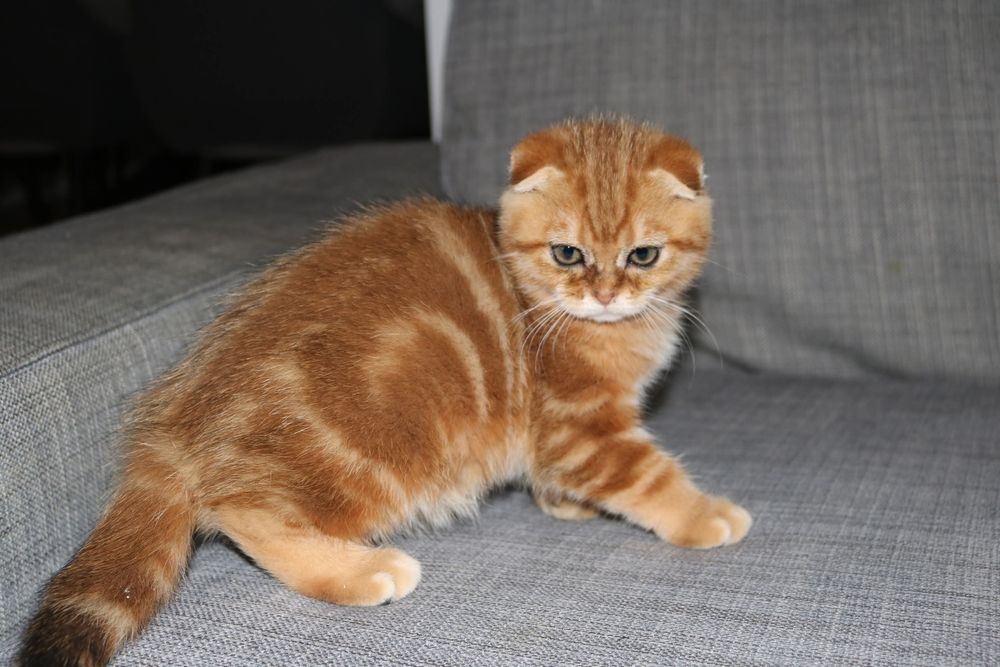 Uma gatinha scottish  fold golden