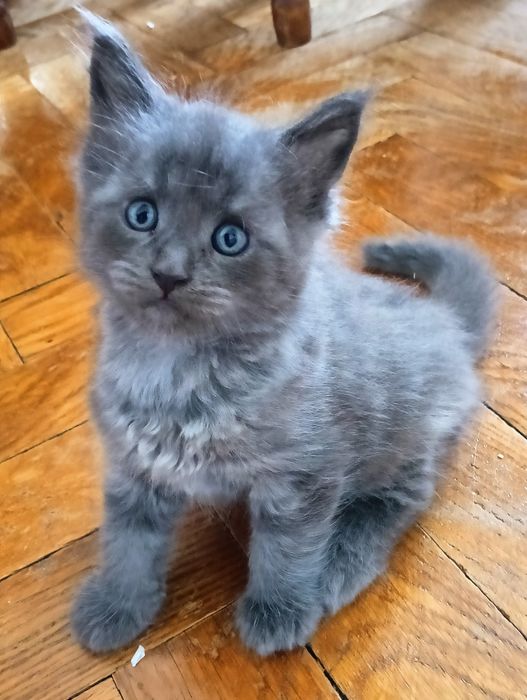 Maine coon niebieski dymny solid  kocur do hodowli FPL bez obostrzeń