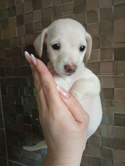 Щенки Чихуахуа (метисы)