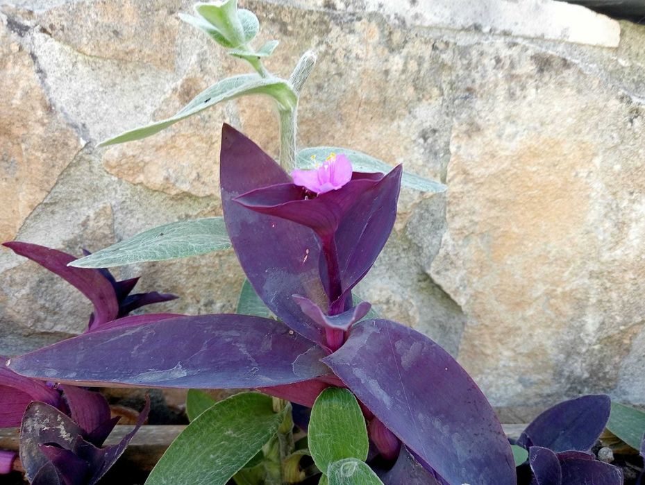 Planta natural super linda e fácil cuidar