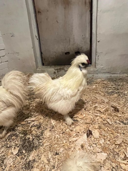 Kogutki silki bjedwbiałeabistaej