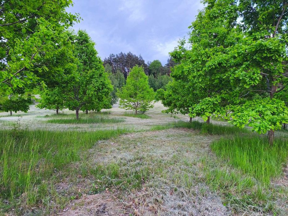60 m od jeziora Juksty | MPZP | 1502 m² | Mrągowo - Więcej