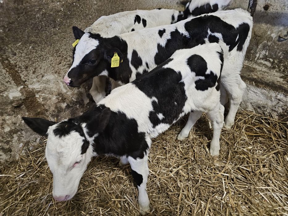 Sprzedam 3 cielaki byczki