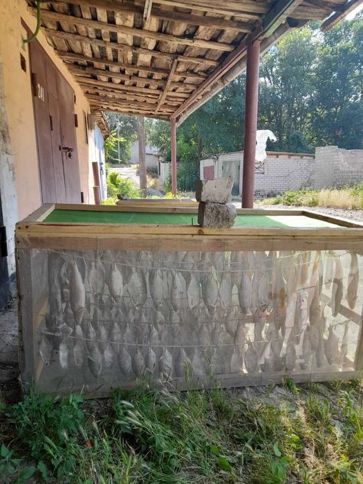 Вяленая густера,плотва,чехонь, подлещик