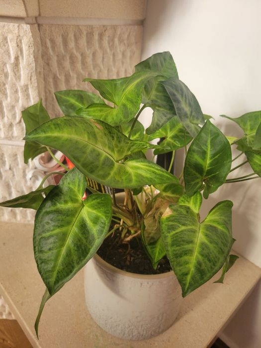 Planta interior Syngonium podophyllum