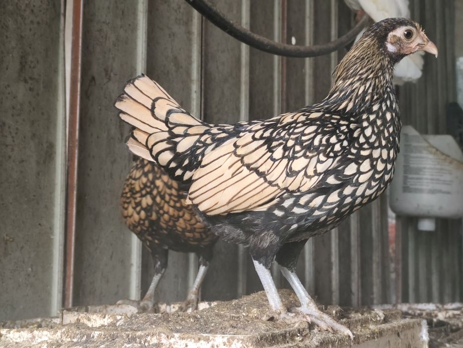 Trio Coquichas Sebright