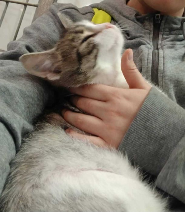 Pokochaj śliczną Veronę z częstochowskiego schroniska