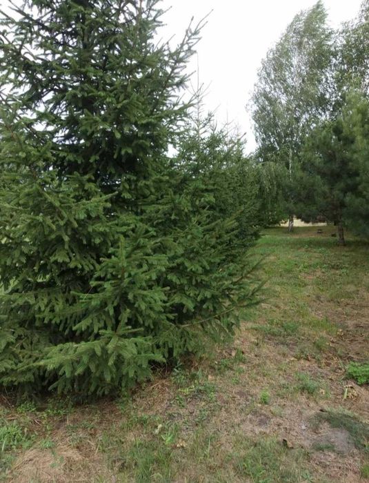 Земельна ділянка с.Степанівка