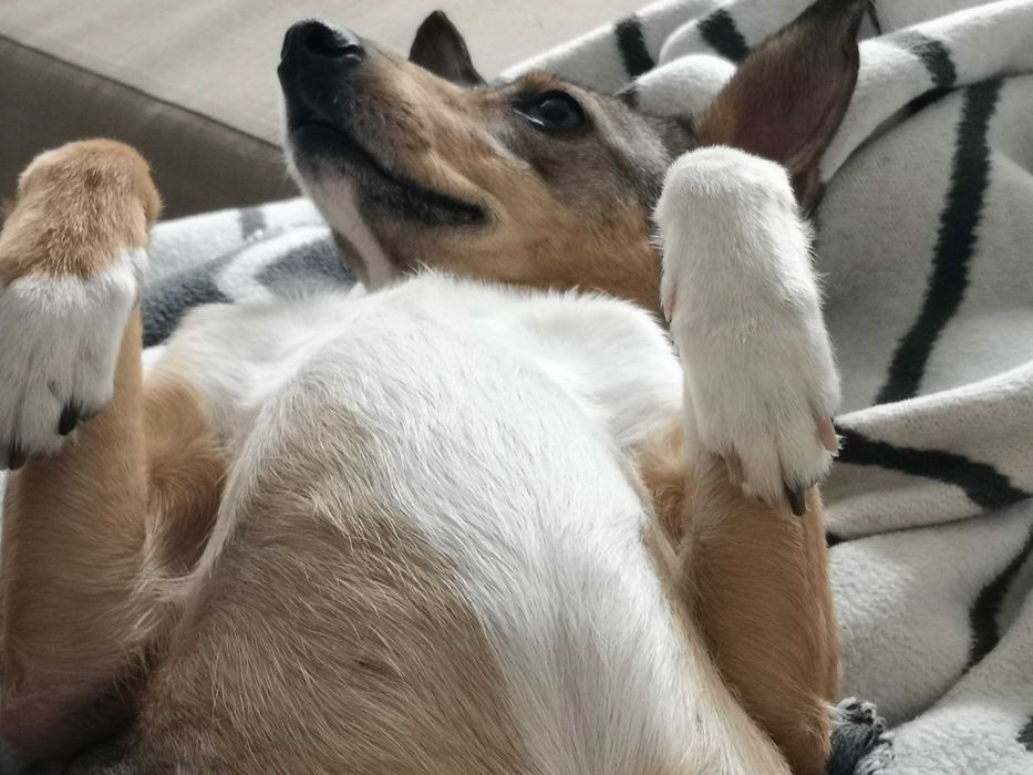 SARNA czeka na kochający, spokojny domek. Pokochaj, adoptuj!