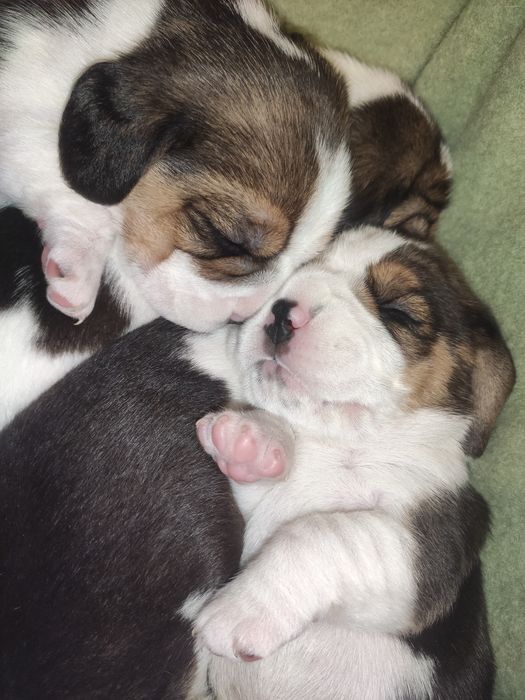 Маленький бігль-велике щастя