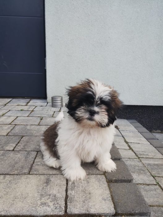 Shih Tzu suczka tricolor