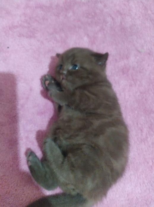 Продам шотландських кошенят