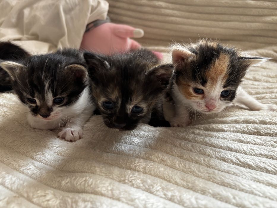 Котята в хорошие ркуи , коты , котёнок